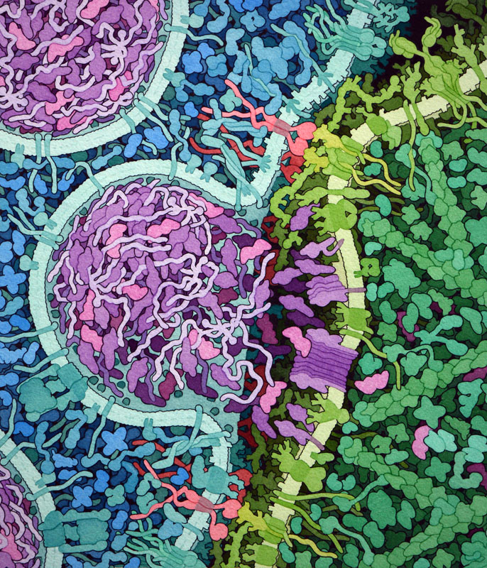 Artistic illustration of an engineered T cell (on the left side in blue) recognizing and attacking a leukemia cell (on the right side in green). The CAR molecule is shown in red, bound to CD19 on the leukemia cell. This has lead to activation of the T cell, which releases perforin (purple), forming pores in the cell surface. Granzymes (magenta) then enter through the pore and initiate apoptosis to kill the cancer cell.