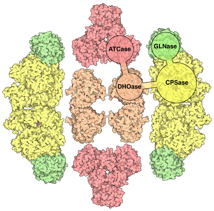 Three functional domains in CAD have been studied separately by x-ray crystallography by cutting the protein into pieces. In the intact protein, they are connected by flexible linkers, and come together to form a huge hexameric complex.