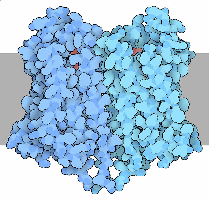 Opioid receptor, with a morphine analog in red and the cell membrane shown schematically in gray.