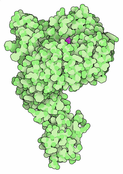 TIR1 ubiquitin ligase (green) with glyphosate (magenta).
