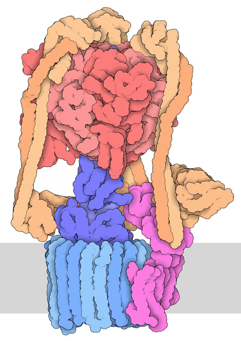 Vacuolar ATPase. The membrane is shown schematically in gray. This entry also includes a bacterial inhibitory protein, which is not shown in this illustration.