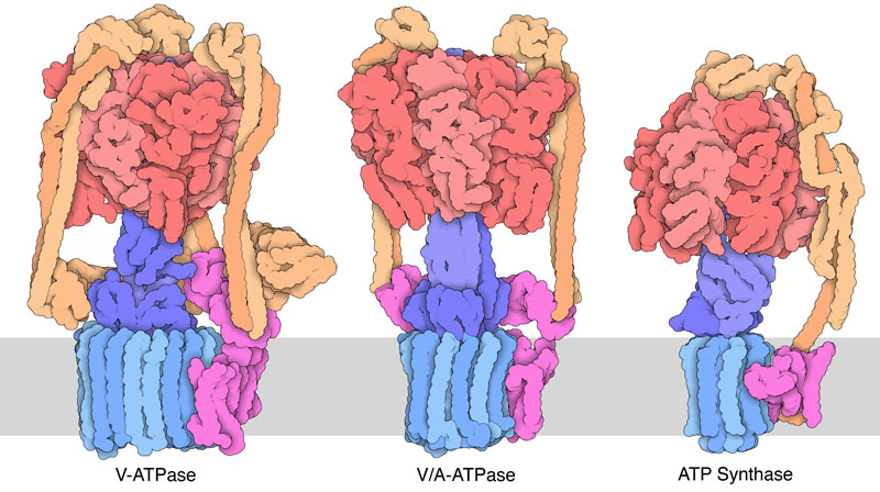 Three rotary ATPases.