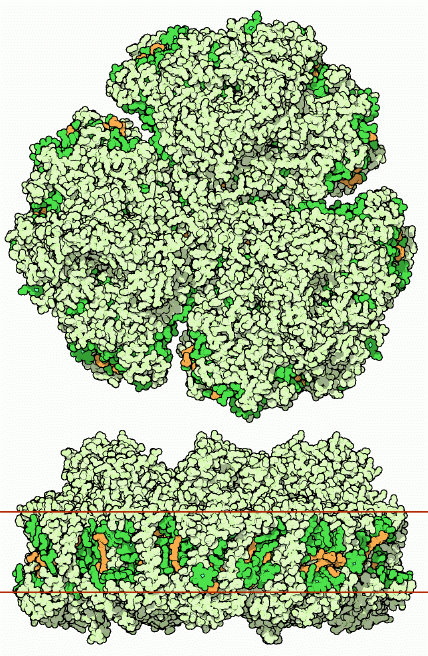 Photosystem I. The portion spanning the membrane is shown schematically with red lines.
