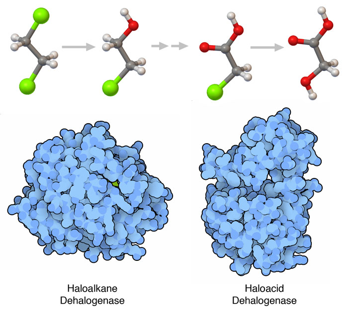 Two dehalogenases and two of the reactions they perform.
