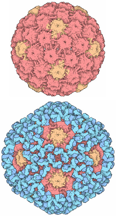 Structures of papillomavirus capsid from cryoelectron microscopy. Capsomeres in orange are surrounded by five other capsomeres, and the ones in red are surrounded by six neighbors. The structure at the bottom is covered with many virus-specific antibodies (blue, only the Fab portion of the antibody is included in the structure).