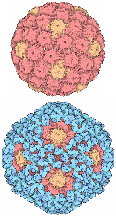 hpv virus cell structure