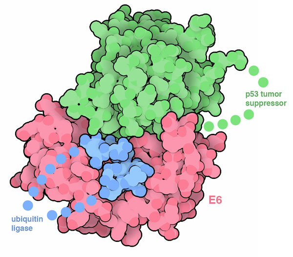 Structure of papillomavirus E6 protein with portions of p53 tumor suppressor and ubiquitin ligase E6AP.