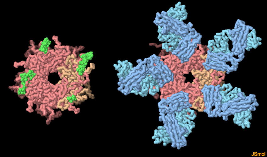 hpv virus cell structure