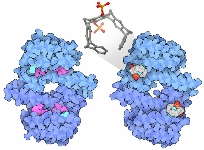 (Left) Signaling protein 14-3-3 (blue) bound to peptides (magenta) from its partner protein C-RAF. (Right) Molecular tweezers (atomic colors) bind to a lysine (bright blue) and block the peptide-binding site. 