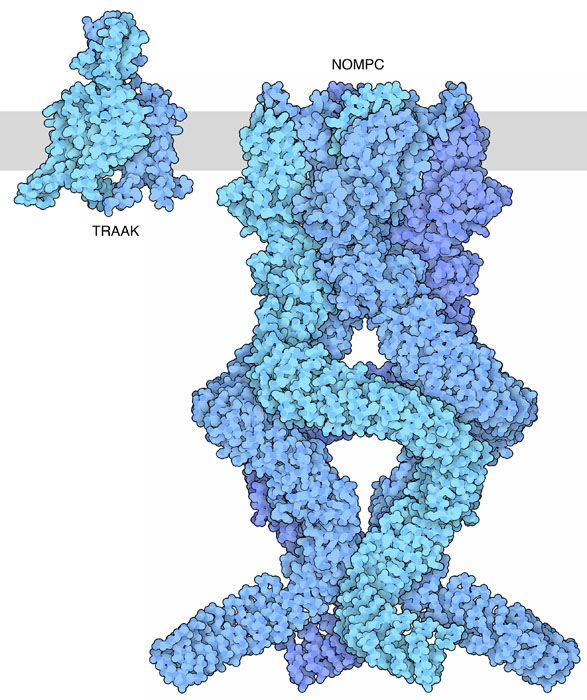 Two mechanosensitive ion channels. The membrane is shown schematically in gray, with the inside of the cell at the bottom.