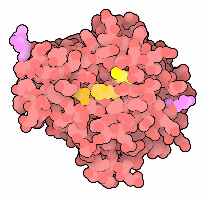 Legumain, with active site cysteine in yellow, histidine and asparagine in orange, and glycosylation in magenta.