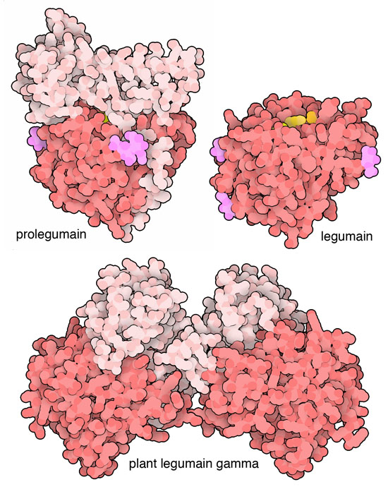 Inactive proenzyme of human legumain (top left), active human legumain (top right), and a cleaved but still inactive form of a plant legumain (bottom).