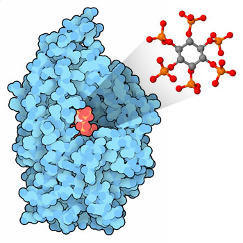 PDB-101: Molecule of the Month: Phytase