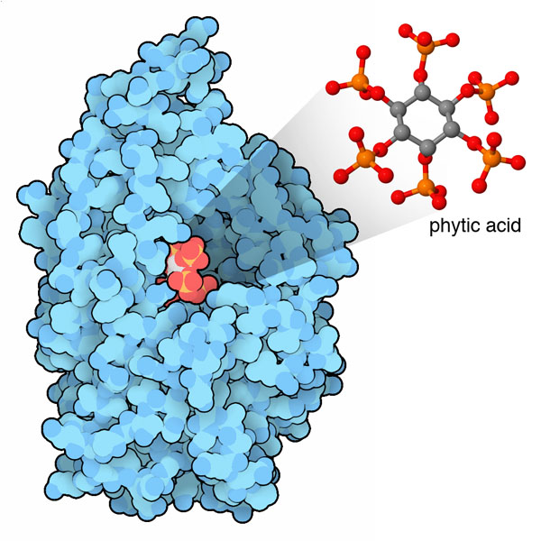 Phytase, with phytic acid in atomic colors.
