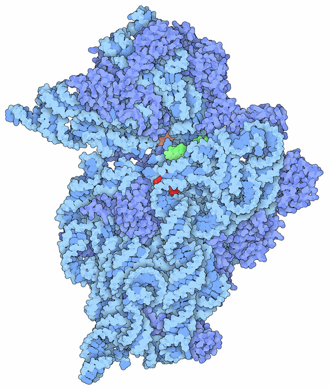 Small subunit of a bacterial ribosome with paromomycin (red), streptomycin (not visible in the figure), and spectinomycin (orange). A small piece of the messenger RNA is shown in green.