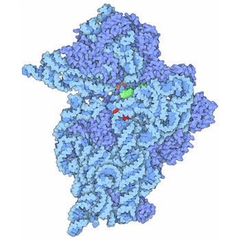 PDB-101: Molecule Of The Month: Aminoglycoside Antibiotics And Resistance