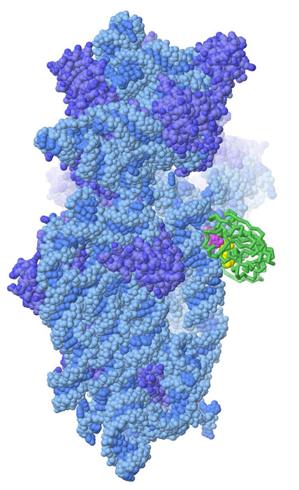 A methyltransferase enzyme (green) modifying a nucleotide in the small ribosomal subunit (blue). The enzyme has flipped out one nucleotide (magenta) and uses a cofactor (yellow) to provide the methyl group. This illustration was created with JSmol.