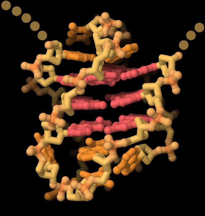 Human quadruplex with four telomere repeats. Guanine bases are shown in red.
