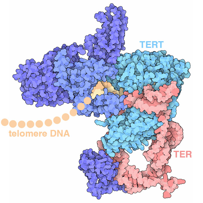 This structure of the telomere core includes a reverse transcriptase (TERT) and associated proteins, an RNA template (TER), and a short piece of the telomere DNA.
