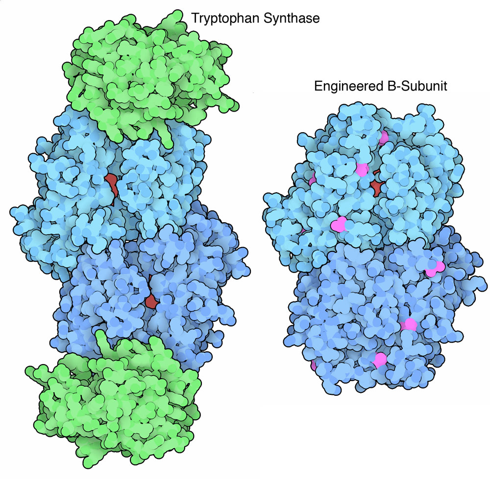 Tryptophan synthase, with A-subunits in green, B-subunits in blue, and substrates in red. The engineered B-subunit is shown with with sites of mutation in magenta.
