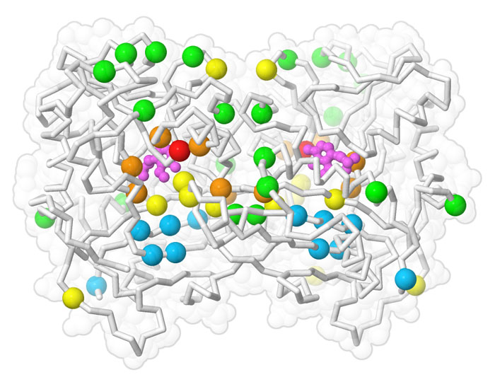 An evolved sitagliptin-producing transaminase enzyme, with sites of mutation colored similarly to the illustration above.
