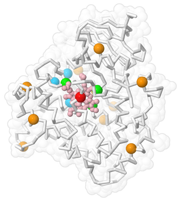 An evolved P411 enzyme, with sites of mutation shown with colored spheres. Sites in red were selected first, followed by orange, green and blue in successive cycles of evolution.