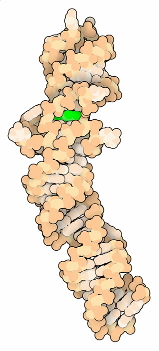 Spinach fluorescent aptamer, with RNA in light orange and fluorophore in green.