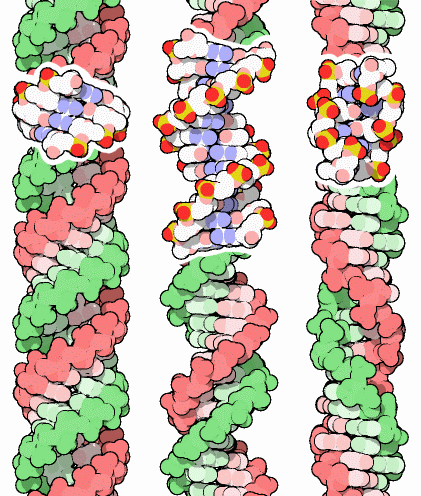 Three conformations of the DNA double helix: A (left), B (center), and left-handed Z (right).