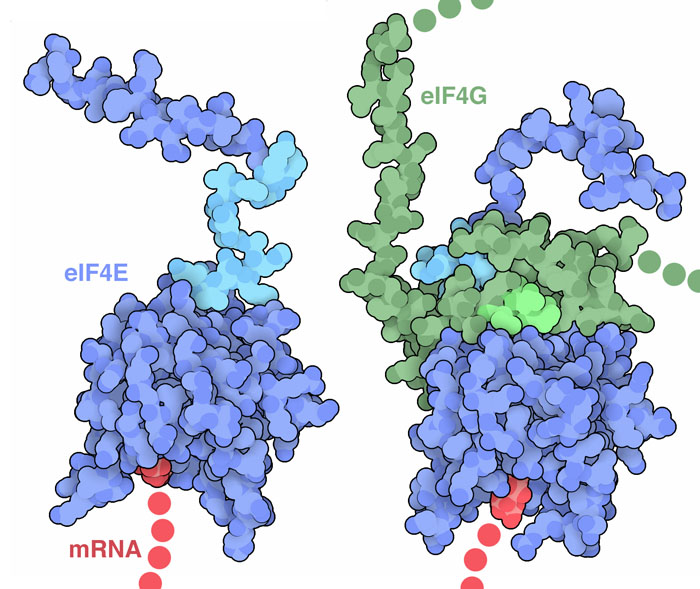 Initiation factor eIF4E and its complex with eIF4G. These structures include the end of a messenger RNA and a small portion of eIF4G.