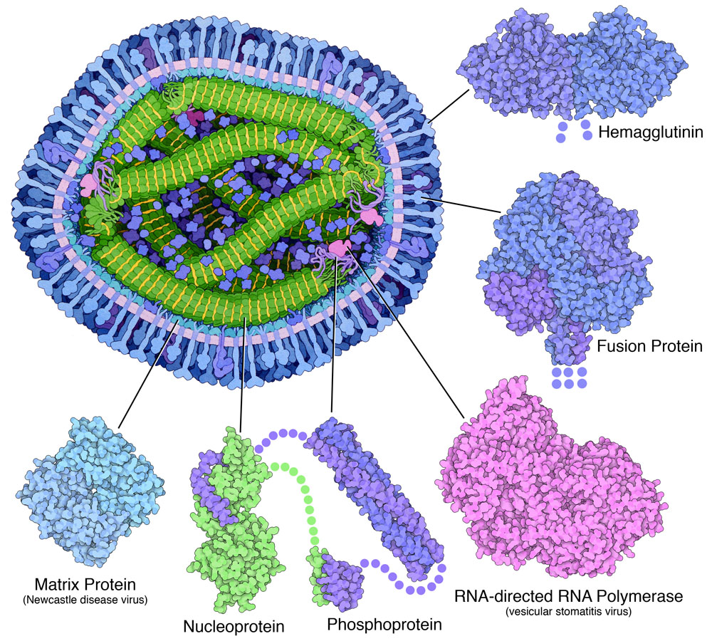 Illustration of a cross section through measles virus and structures for each of the viral proteins. Portions of the proteins that have not been determined are shown with dots.
