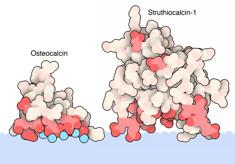 Two biomineralization proteins, with acidic amino acids in red and calcium ions in blue.