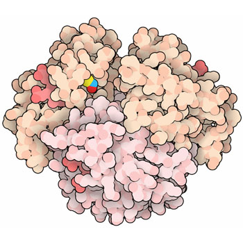 PDB-101: Molecule of the Month: S-Nitrosylated Hemoglobin