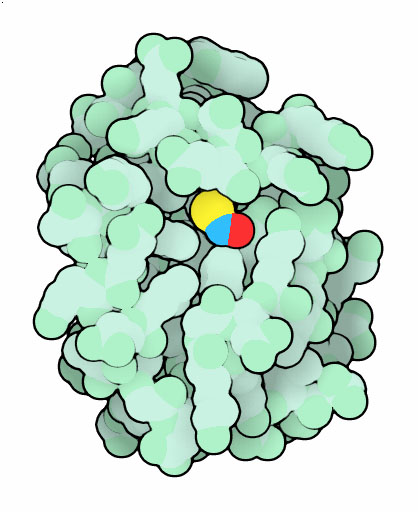 S-nitrosylated thioredoxin, with the nitric oxide in bright blue and red and cysteine sulfur atom in yellow.