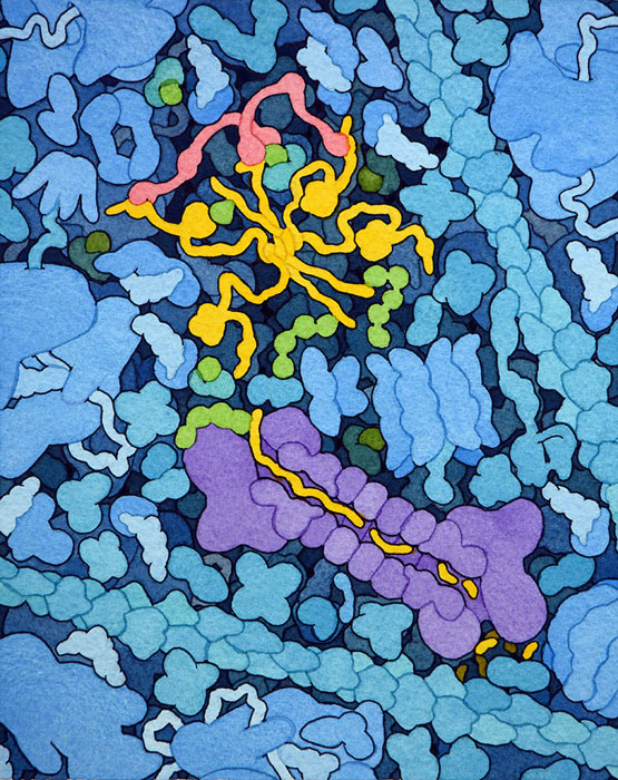 Artistic view of the interaction of MDM2 and MDMX (red) with p53 tumor suppressor (yellow). Ubiquitin (green) is added to p53, leading to its destruction by the proteasome (purple).