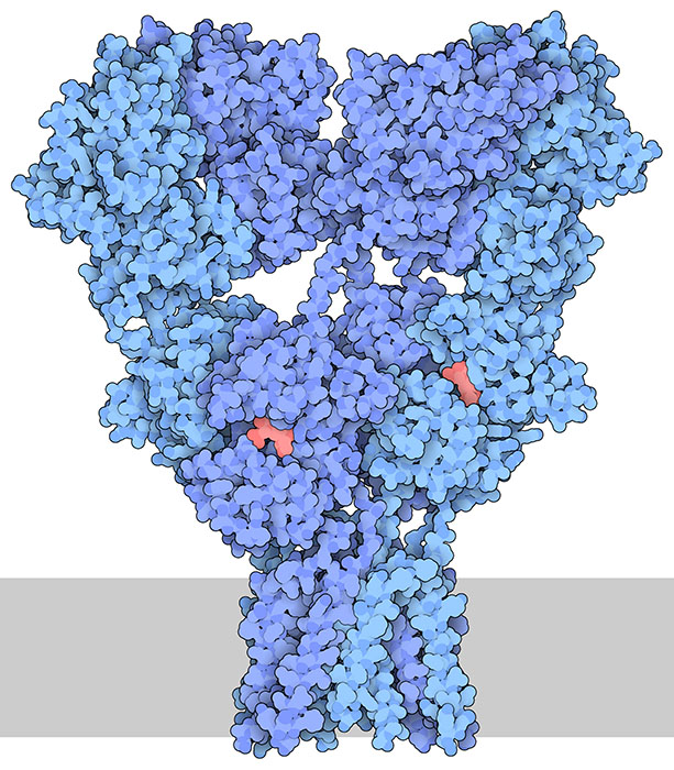 AMPA receptor, with an inhibitor (red) bound to the glutamate-binding domains. The location of the cell membrane is shown schematically in gray.