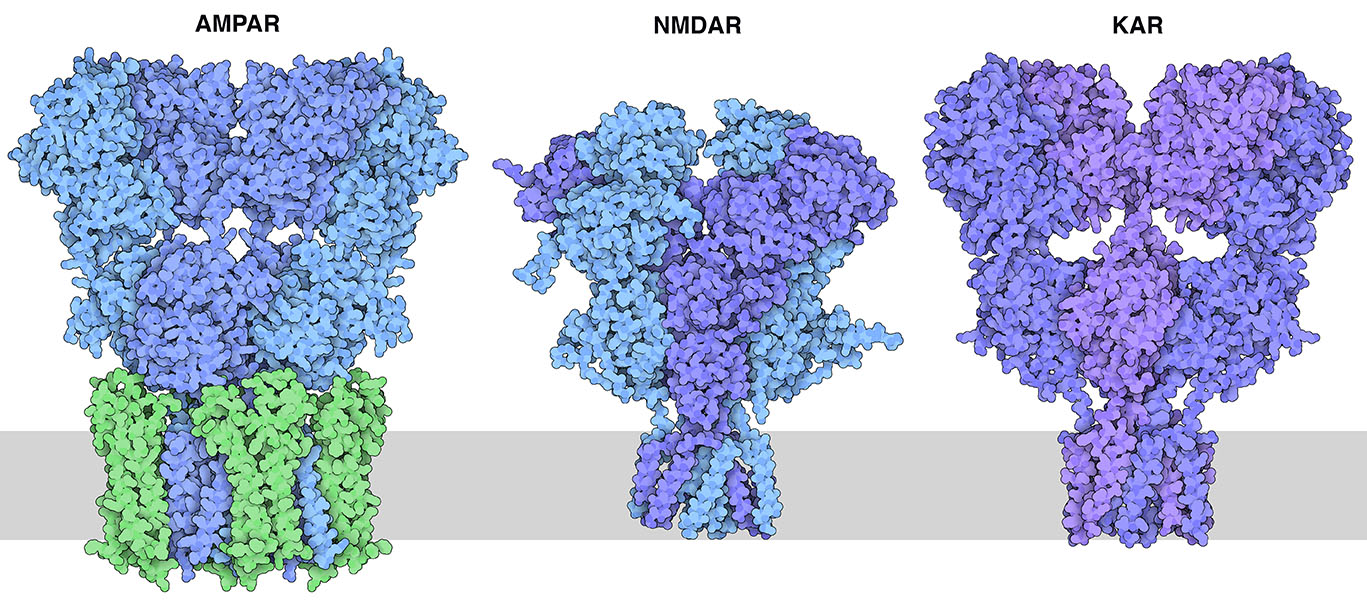 Three types of ionotropic glutamate receptors. An accessory protein is shown in green bound to the ion channel portion of the AMPA receptor.