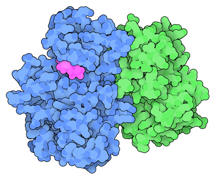 Cyclin A (green) and cyclin-dependent kinase 2 (blue) with ATP (magenta).