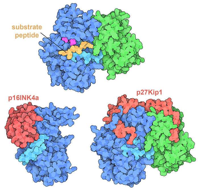 In the structure at top, a small peptide from a target protein (yellow) is bound in the active site of cyclin-dependent kinase. In the two structures at the bottom, inhibitory proteins (red) are blocking the action of the kinase.