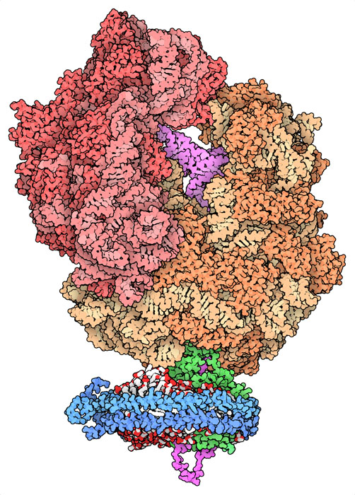 Structure of a ribosome (red and orange) synthesizing a new protein chain (magenta, still attached to a tRNA seen at the top), which is being transported through a nanodisc membrane (apolipoproteins in blue, lipids in white and red) by the secretory protein complex SecYE (green).