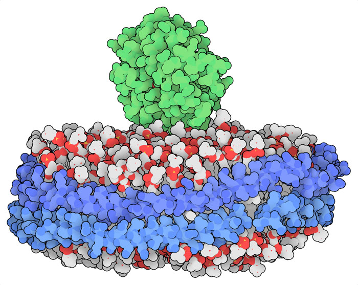 Membrane-binding domain of MT1-MMP (green) bound to a nanodisc.