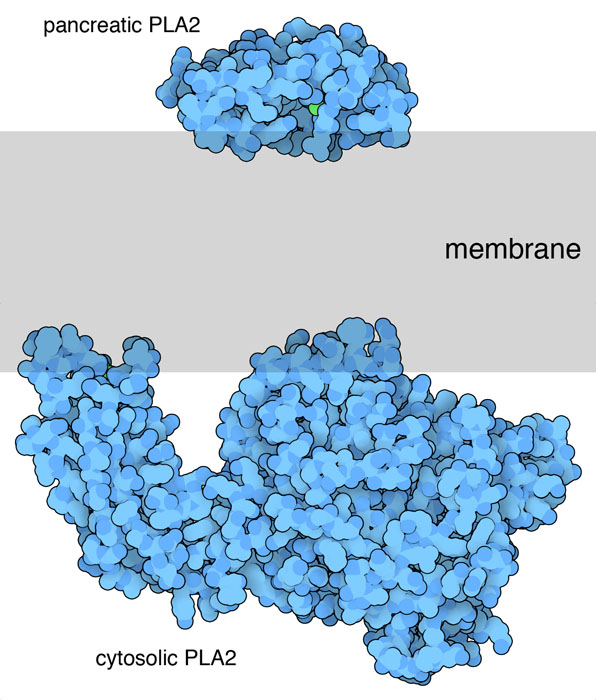 Pancreatic and cytosolic phospholipase A2. A membrane is shown schematically in gray.