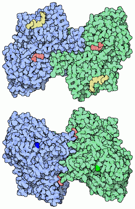 Two views of glycogen phosphorylase, with a sugar chain (yellow) in the storage site and a nucleotide (red ) in the active site.