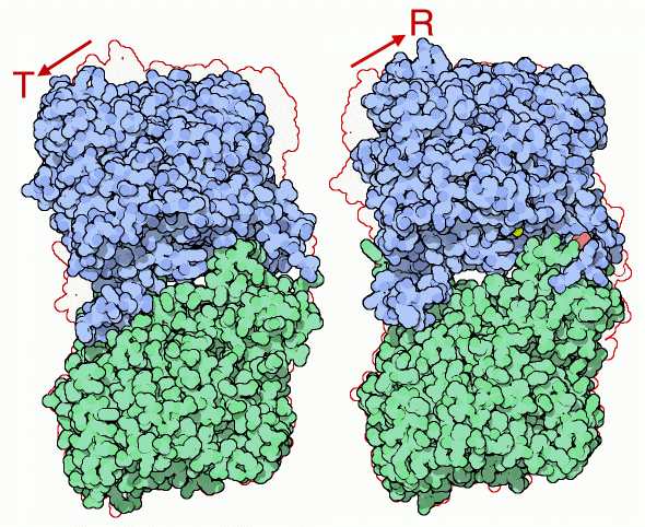 Allosteric motion of glycogen phosphorylase: inactive T state (left) and active R state (right).