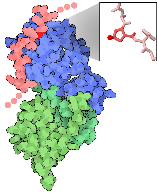 Complex of a peptide from HIF-α (pink, with proline in red), pVHL (blue), and two elongins (green). The inset shows a close-up of the hydroxylated proline.