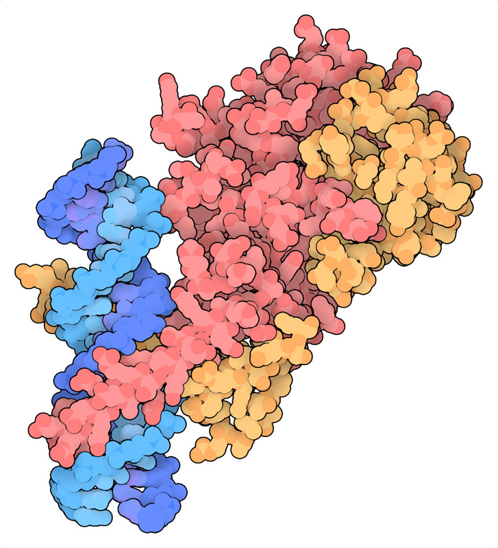 Complex of HIF-α (pink), HIF-β (yellow), and DNA (blue).