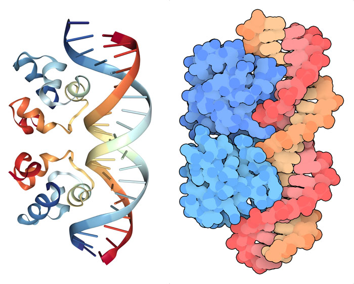Two views of phage repressor 434 bound to its DNA operator.