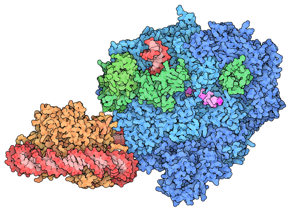 RNA polymerase (blue) stalled while unwinding a nucleosome (orange, with DNA in red). Several elongation factors are in green, and a little piece of the transcribed RNA is seen poking out in magenta.