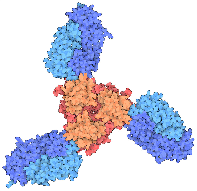 Antibody Fab fragments (blue) bound to an ebola glycoprotein (orange and red).
