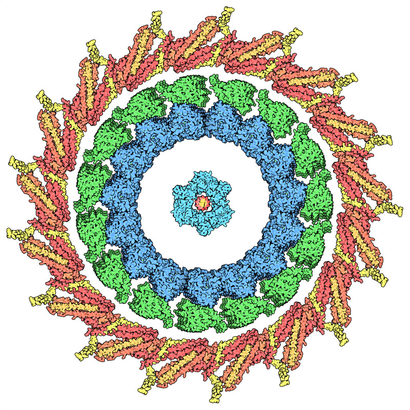 A kinetochore ring (yellow and red) surrounding a kinesin-microtubule complex (green and blue), and PCNA (turquoise) surrounding DNA (red, at center).