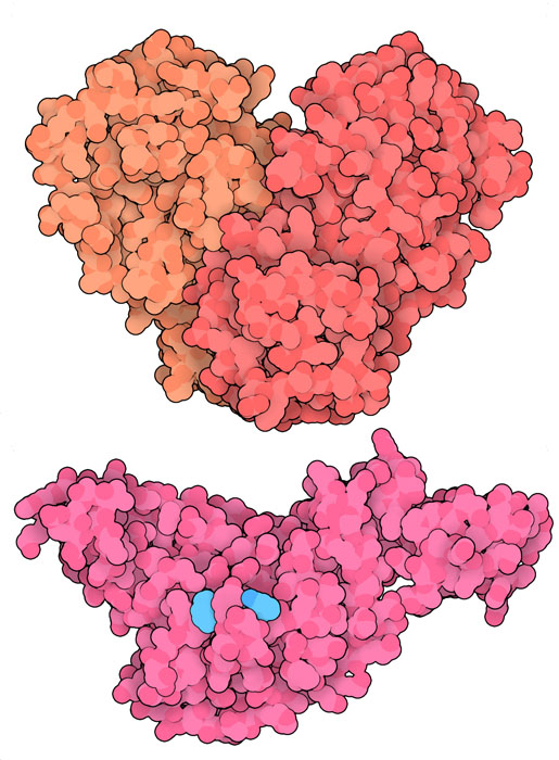 SARS main protease (top) and papain-like protease (bottom), with inhibitor in turquoise.